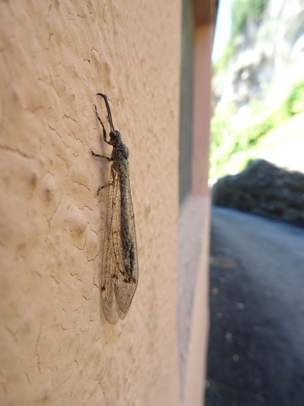 Myrmeleontidae: femm. di Distoleon tetragrammicus